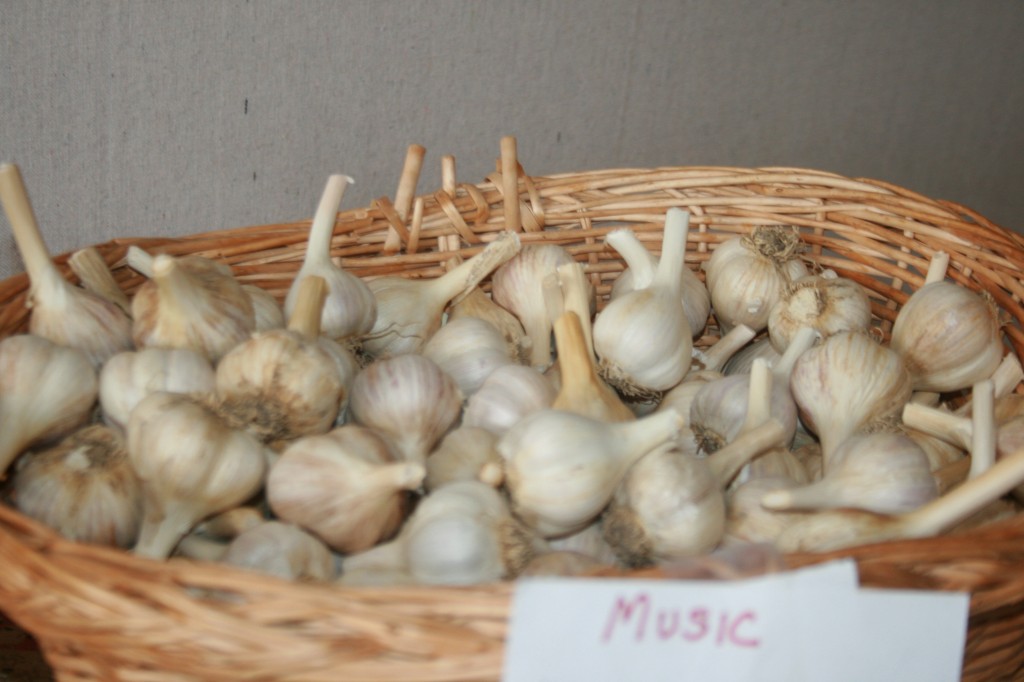 Gourmet garlic- what a treat!